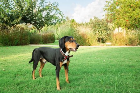 cute-black-hamilton-hound-dog-playing-park-sunny-day-scaled.jpg